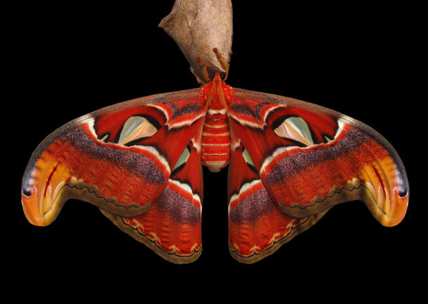 Atlas, a maior das mariposas