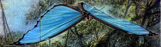 desenho de Walter Linsenmaier, do livro Insects of the World