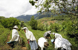Bolívia - colheita de coca